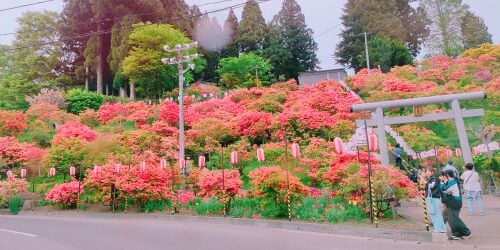 お花見ドライブ～🌸🌼