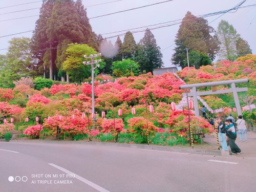 お花見ドライブ～🌸🌼