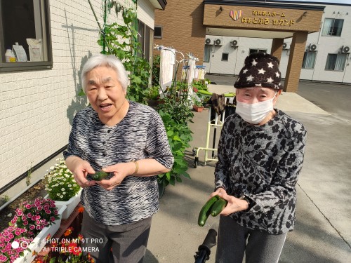 🥒きゅうり～🥒♪