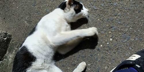 今日の北斗🐈