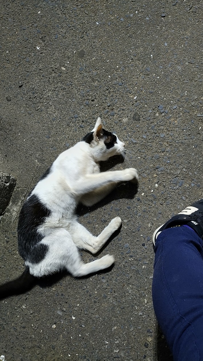 今日の北斗🐈