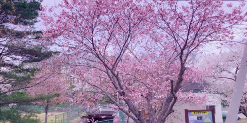 第三回お花見ツアー🌸