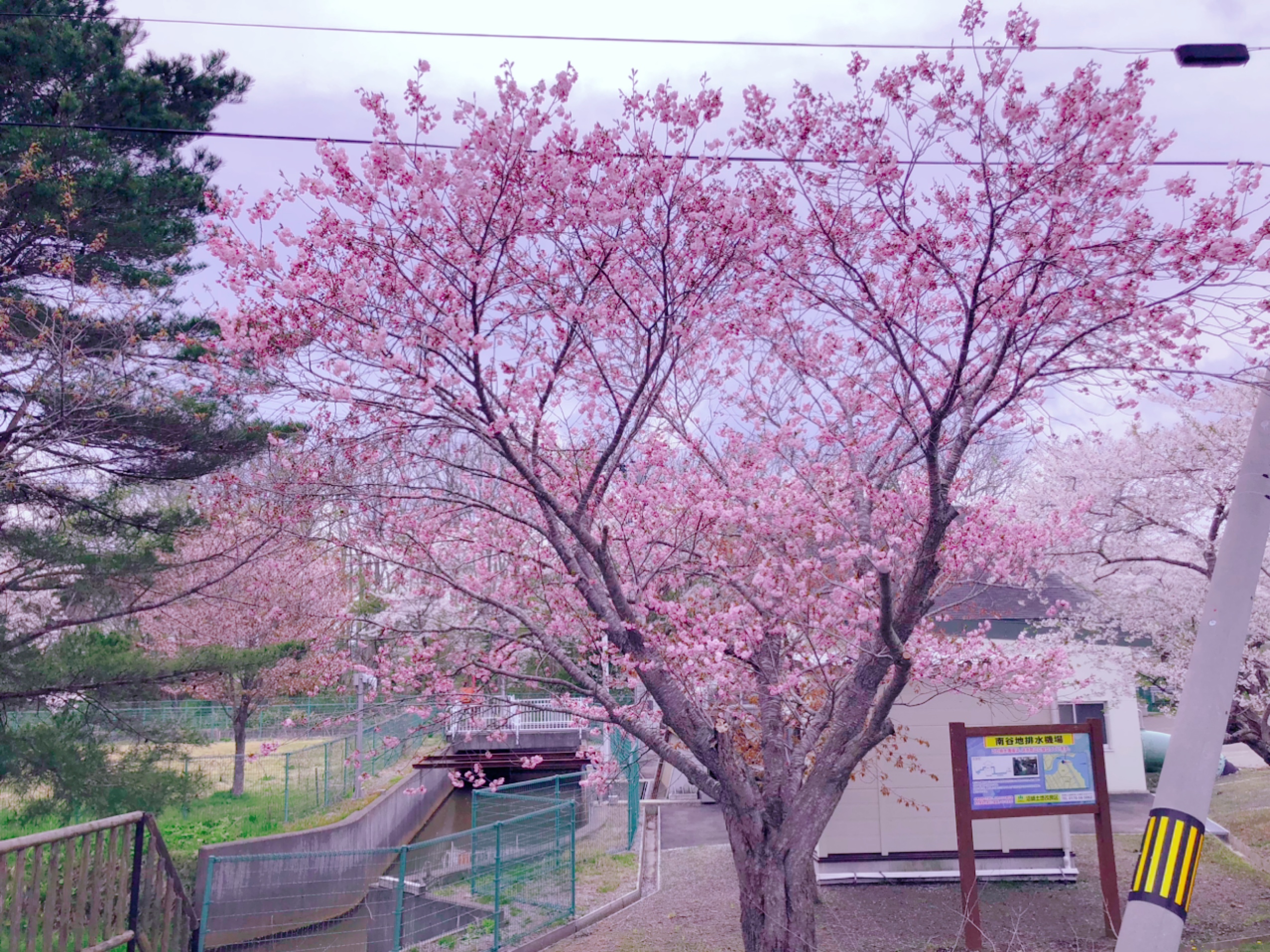 第三回お花見ツアー🌸