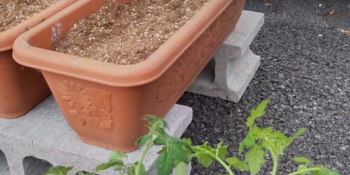 農園作り　進捗状況🥒🍅