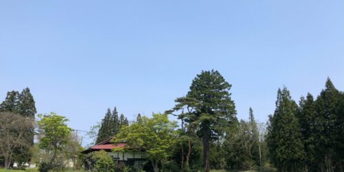 母の日の甘酒🌷