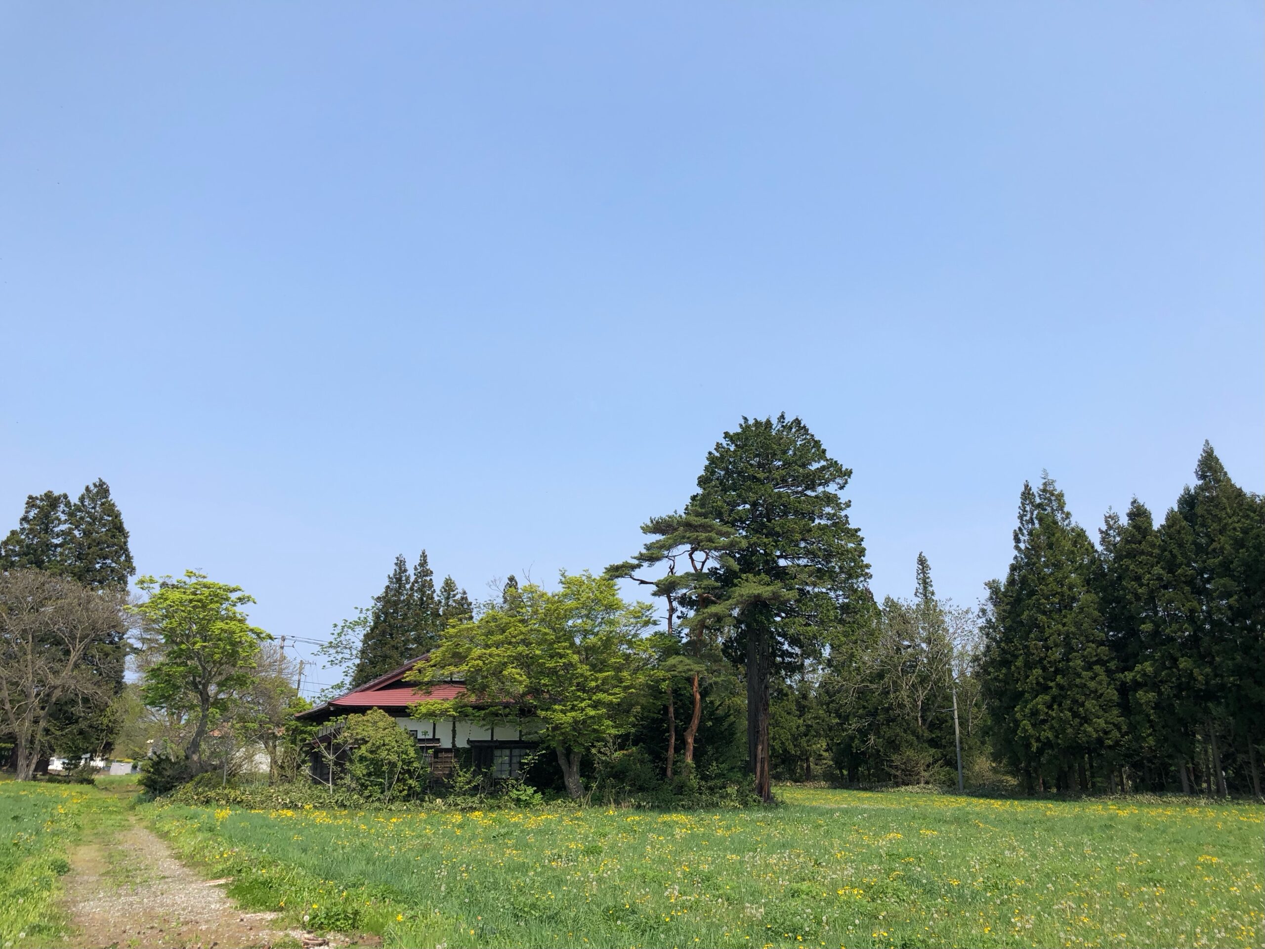 母の日の甘酒🌷