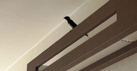 つばめ
