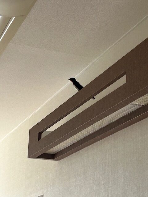 つばめ