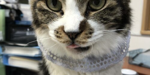 虹の橋へ🌈😼