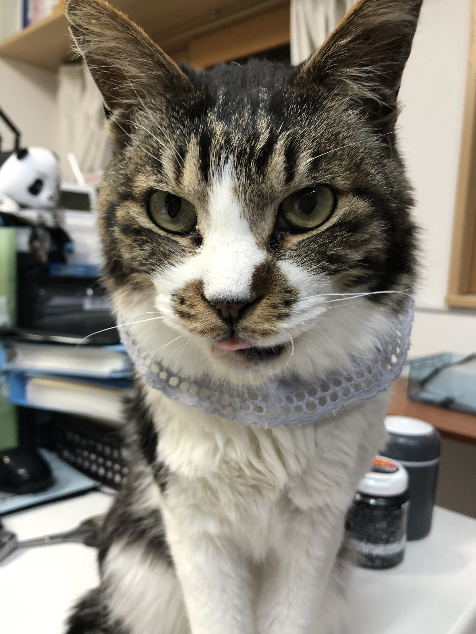 虹の橋へ🌈😼