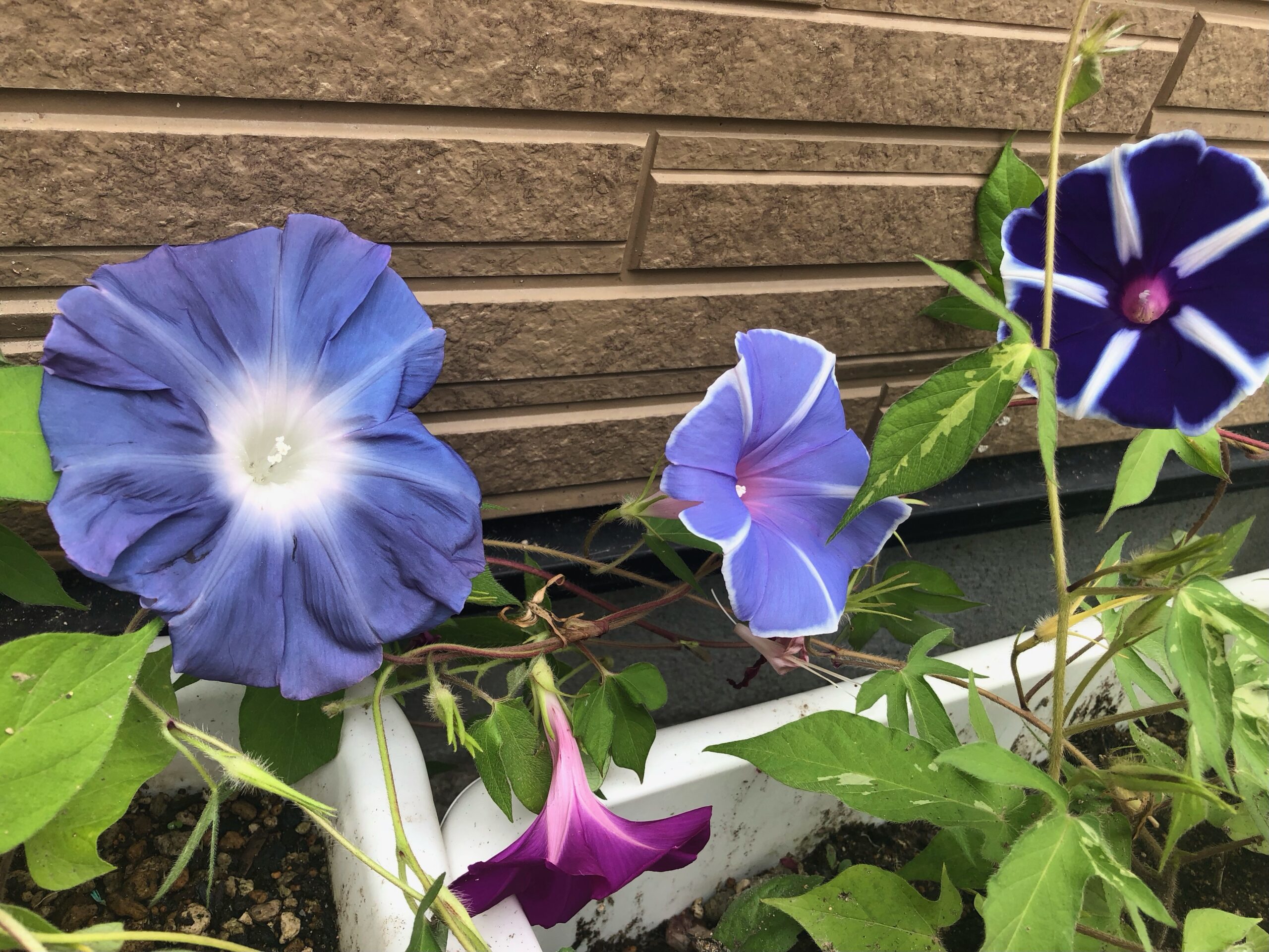 綺麗に咲きました🌸