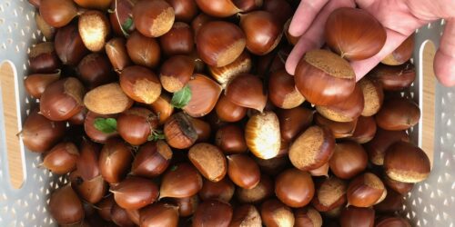 拾い放題～🌰(ﾟдﾟ)！