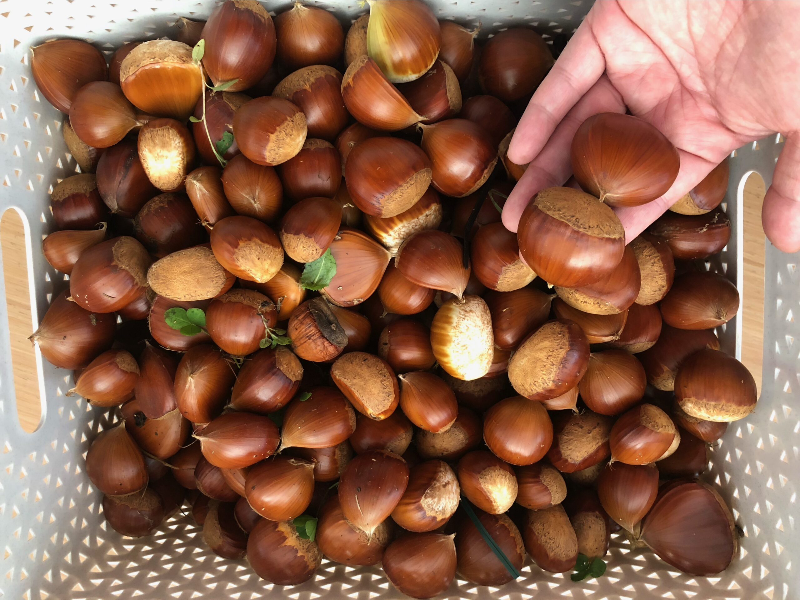 拾い放題～🌰(ﾟдﾟ)！