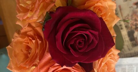 色とりどりの薔薇とクリスマスツリー