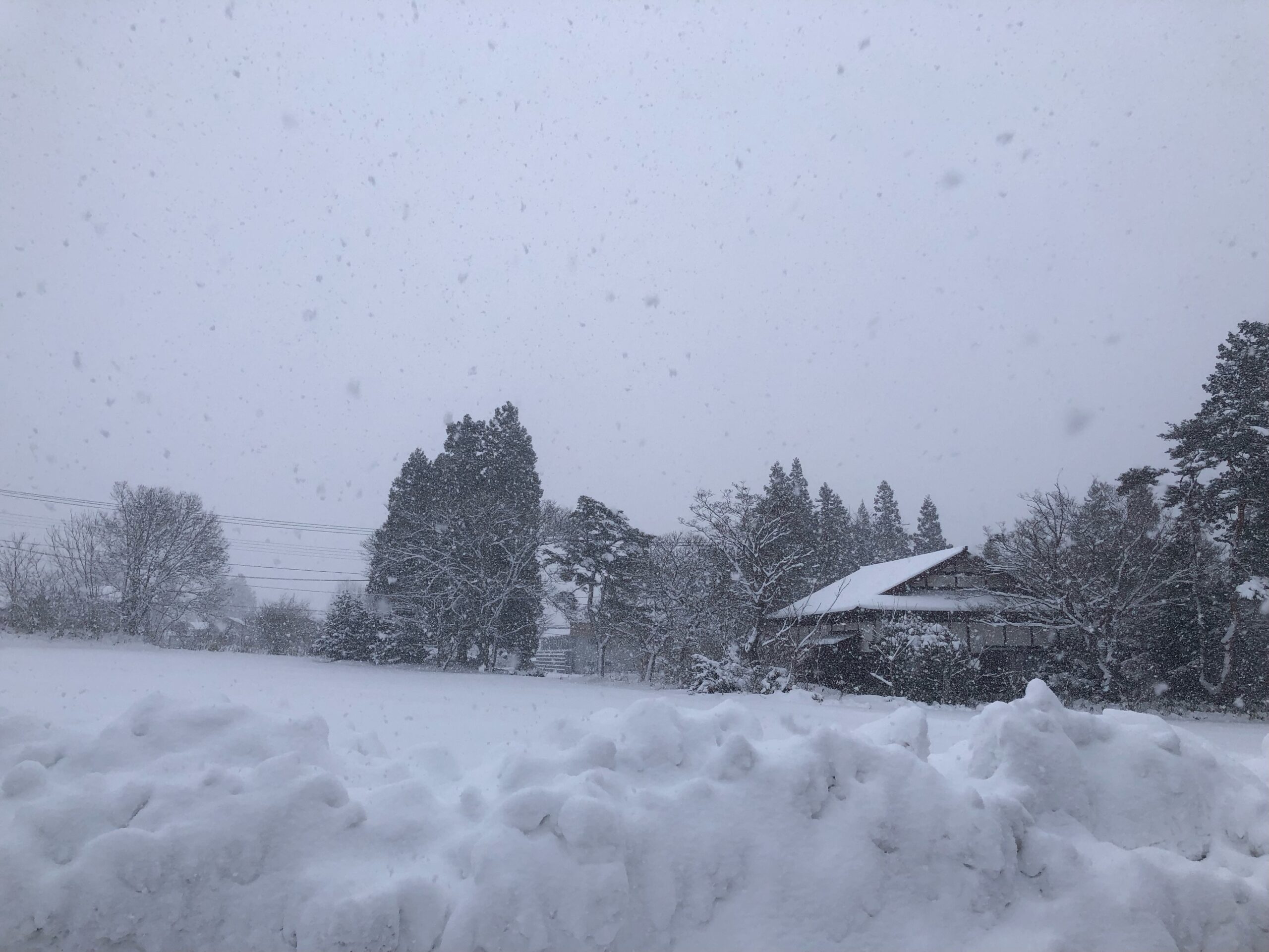 雪ニモ負ケズ🌸